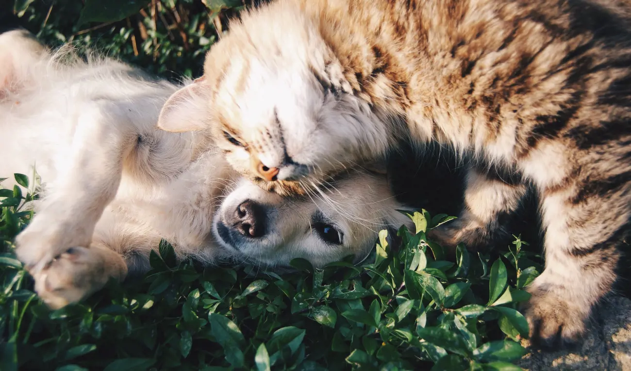 cat and dog lying on the grass together