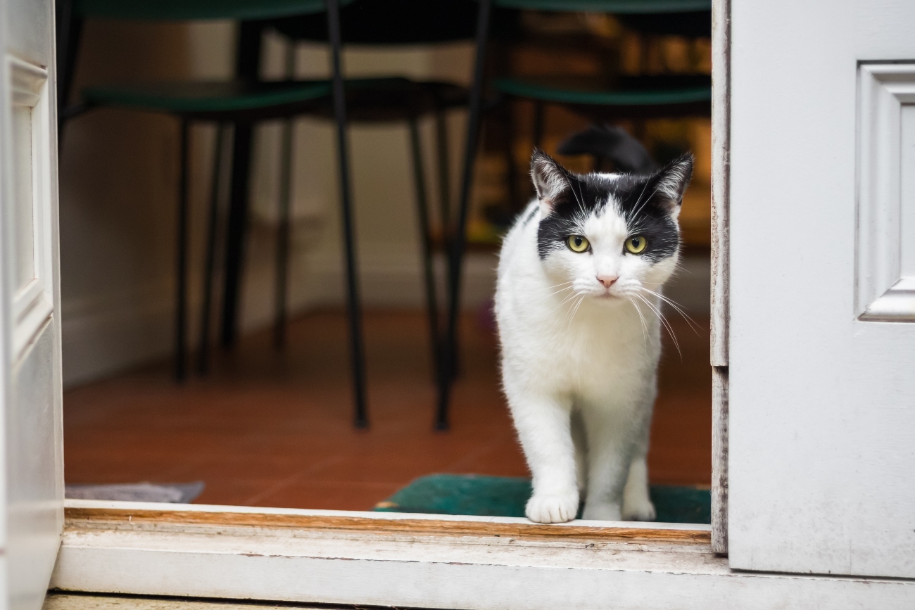 black and white cat walking out of a door