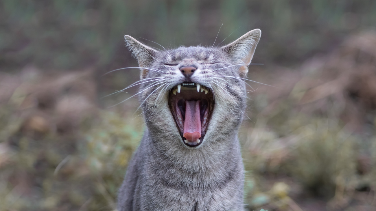 Cat yawn