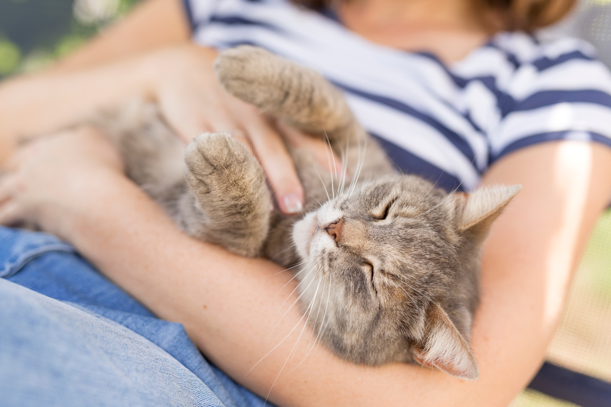 Cat sleeping in arms