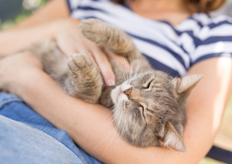 a cat being tickled