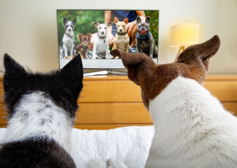 2 dogs watching tv