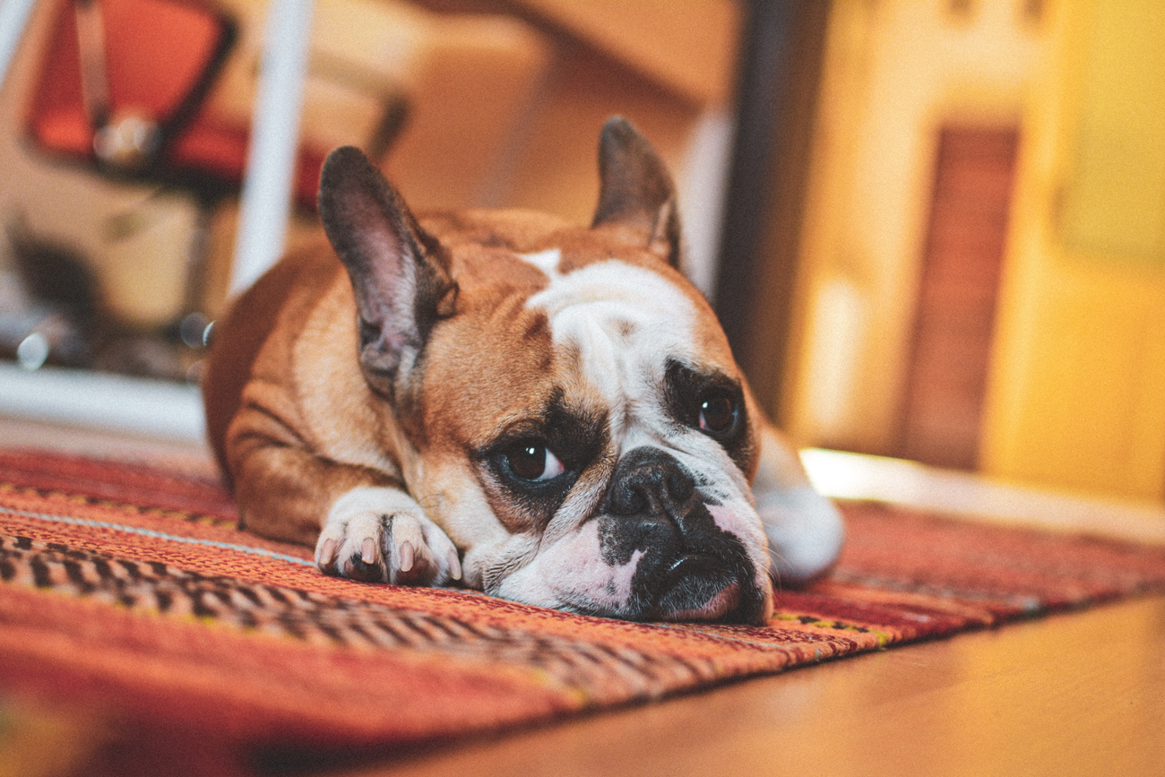 A dog laying on a carpet