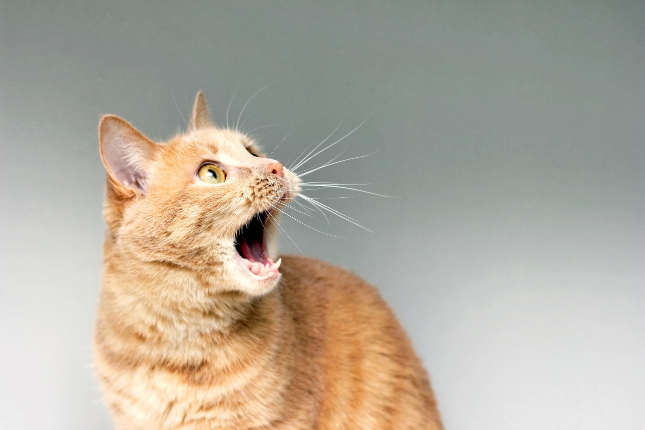 ginger cat hissing