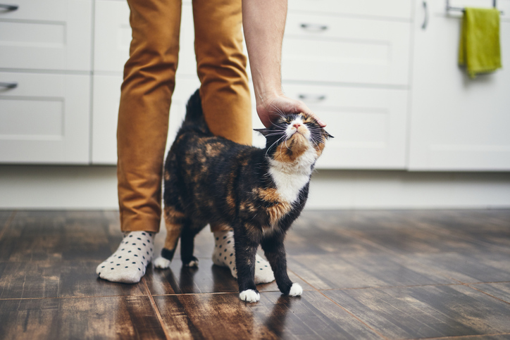 Cat being pet