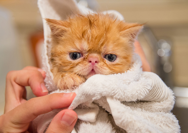 A damp kitten wrapped in a towel