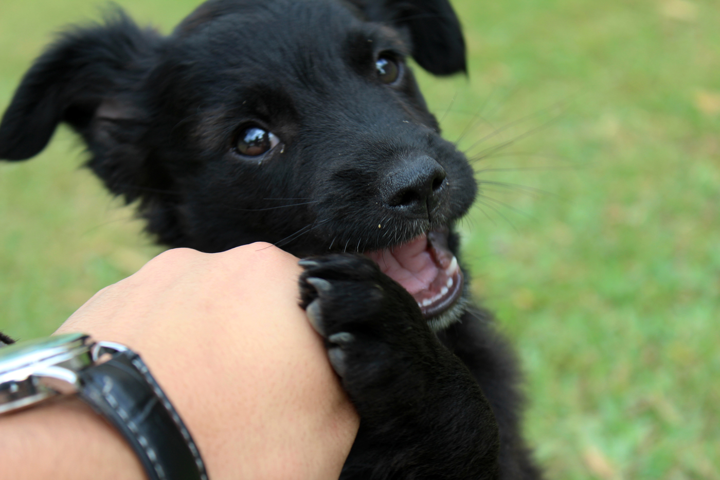 A puppy mouthing its owners hand