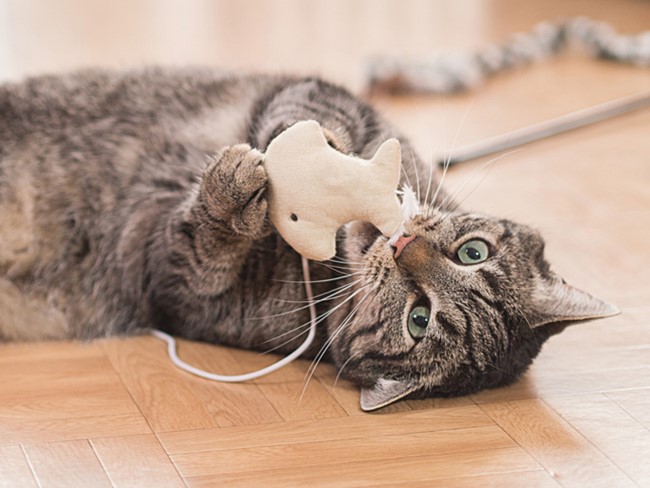 Cat playing with toys