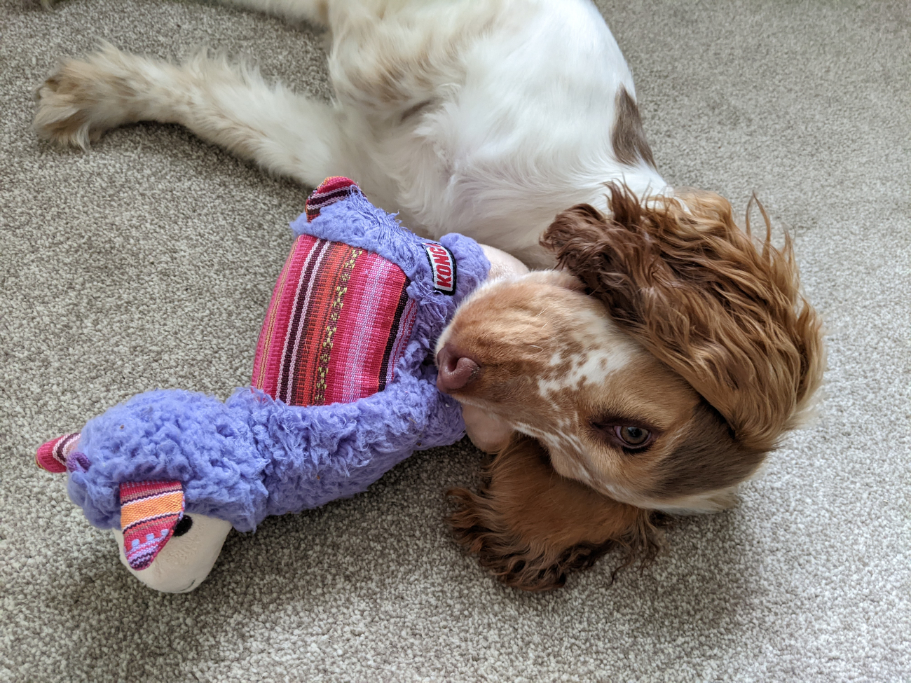 cocker spaniel laying down