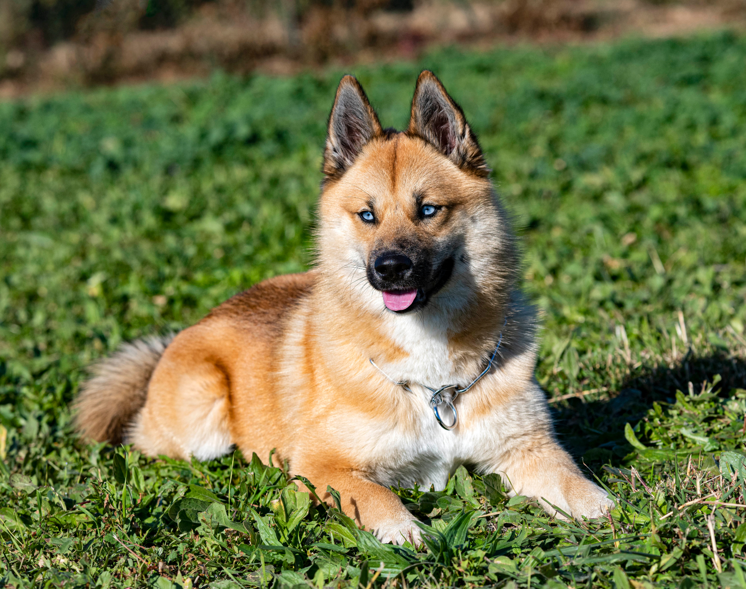 light brown pomsky laying on grass