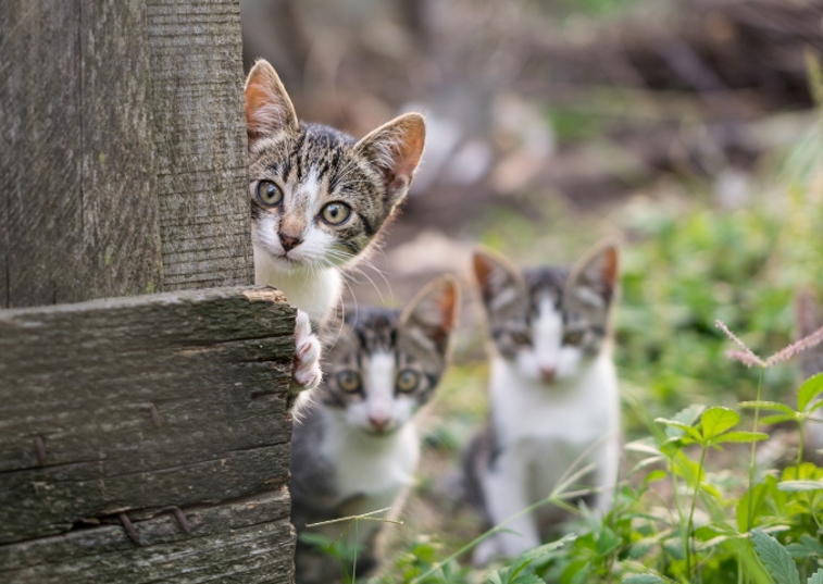 a family of cats peering out