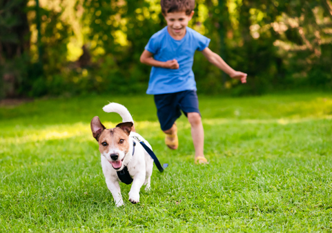 A child chasing a Jack Russel through a green garden at sunset