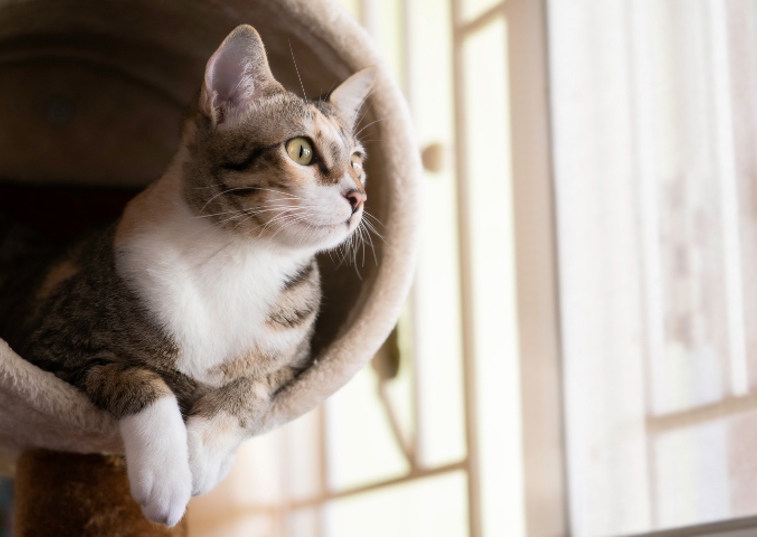 cat sitting in a cat tree