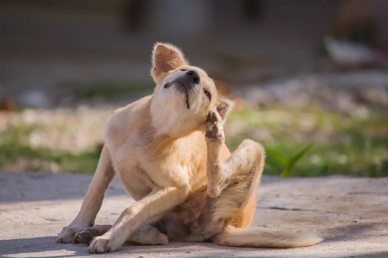 dog scratching their ear