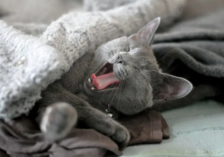 grey cat yawning