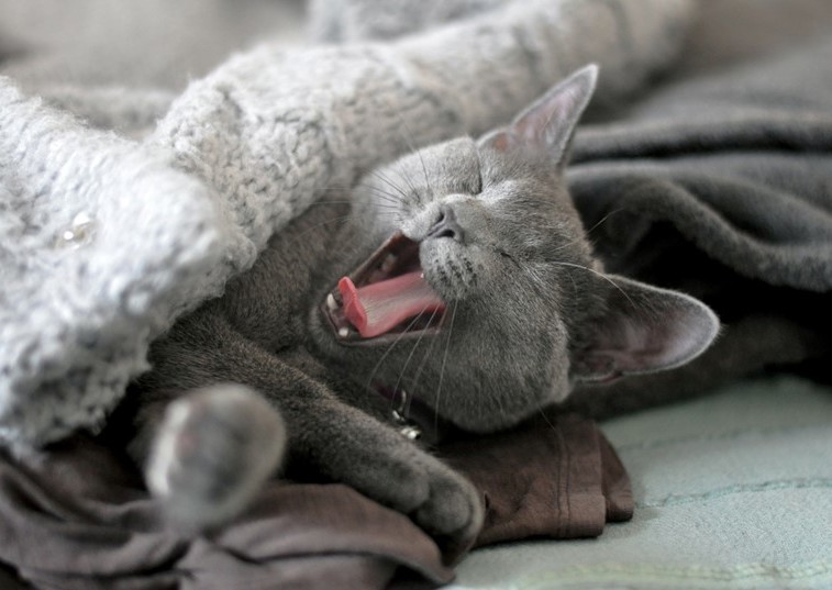 grey cat yawning