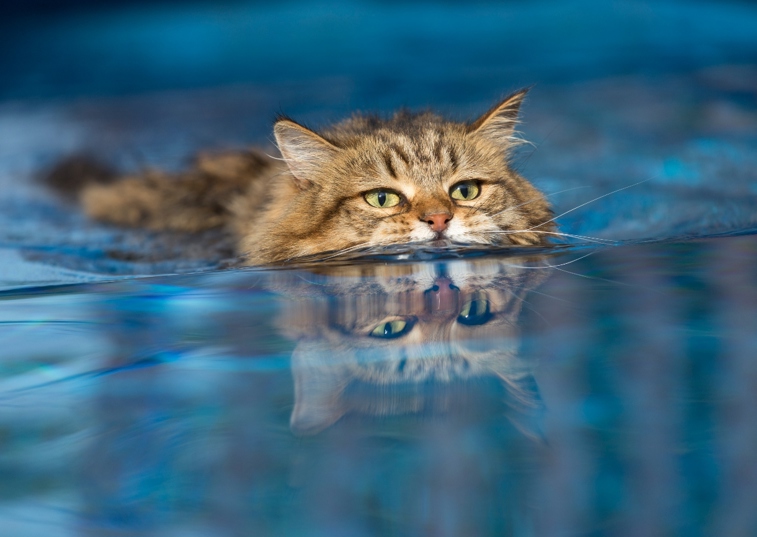 Cat swimming in water