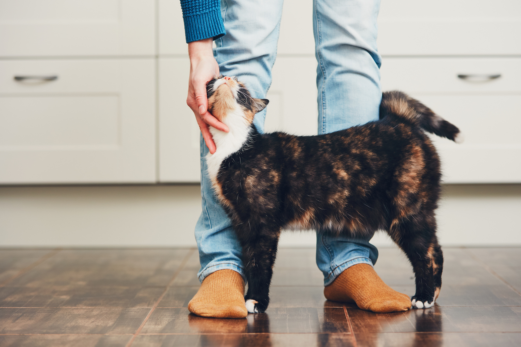 A person stroking a cat in their kitchen