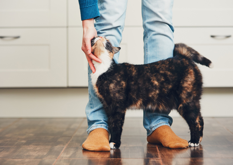 An owner leaning down to stroke a cat in a kitchen