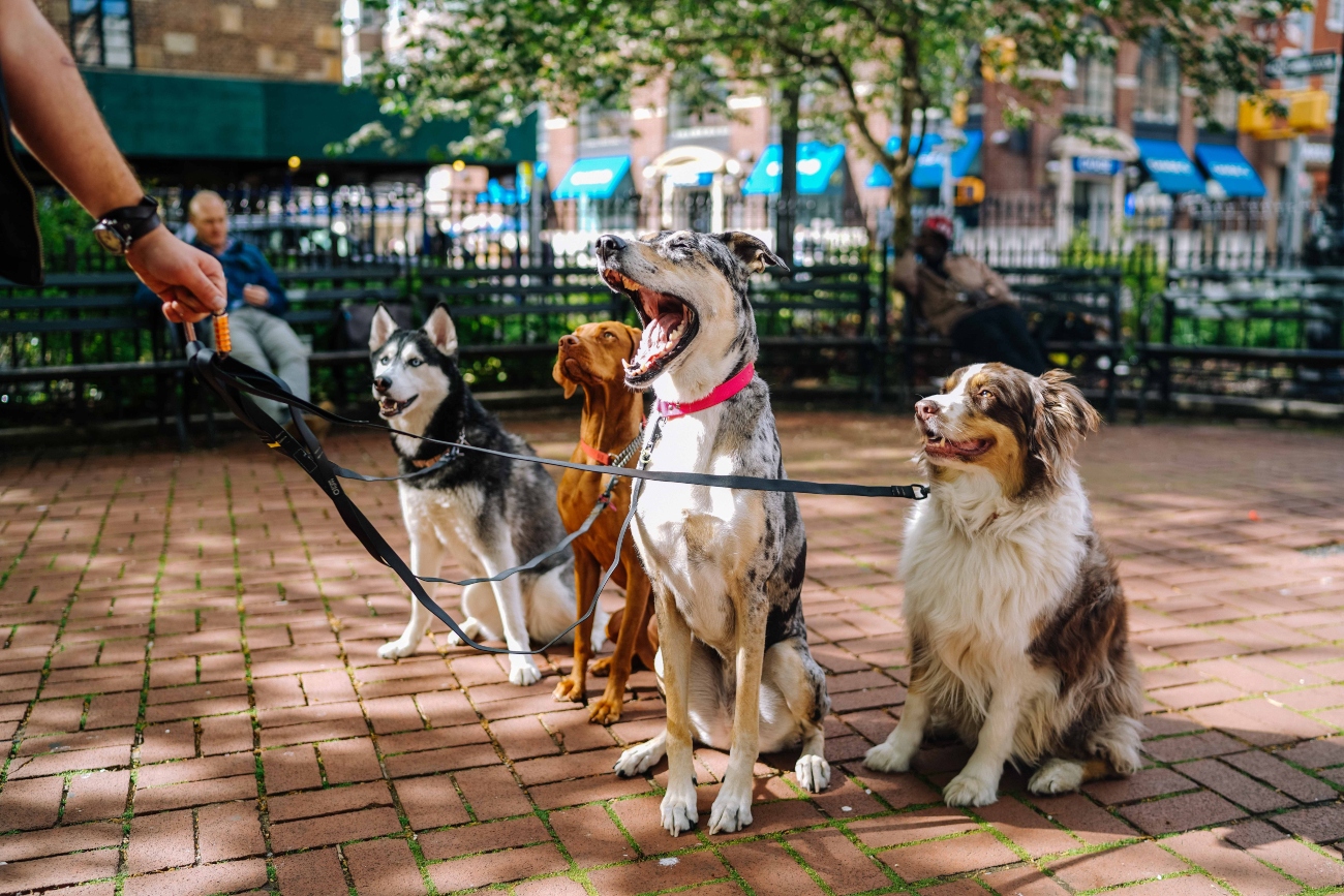 Multiple dogs on leads