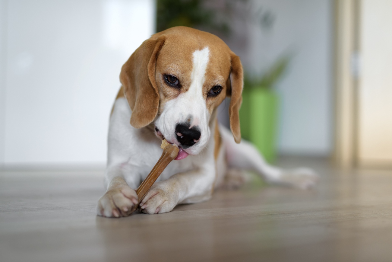 dog biting on a dog chew