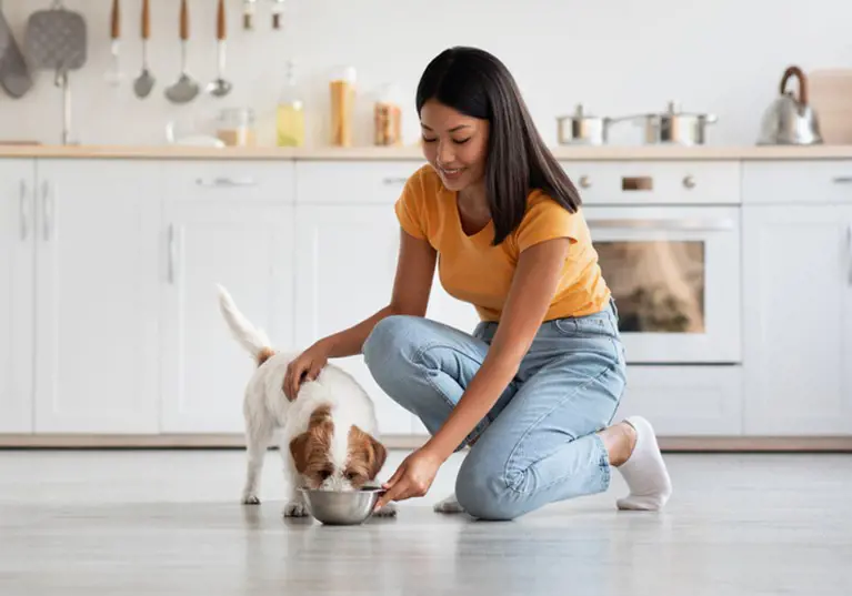 Owner feeding dog