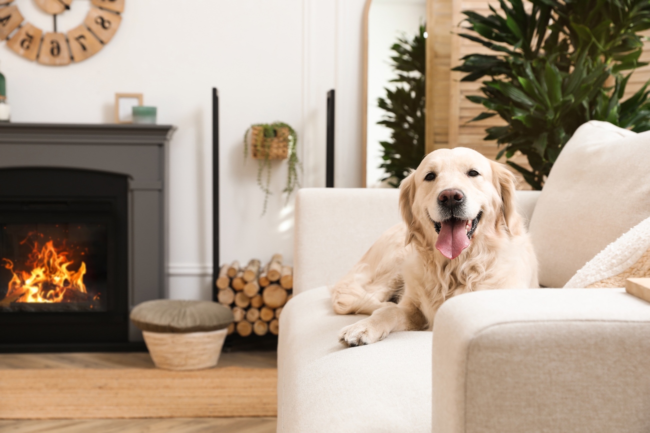 Happy dog relaxing on a soft white sofa