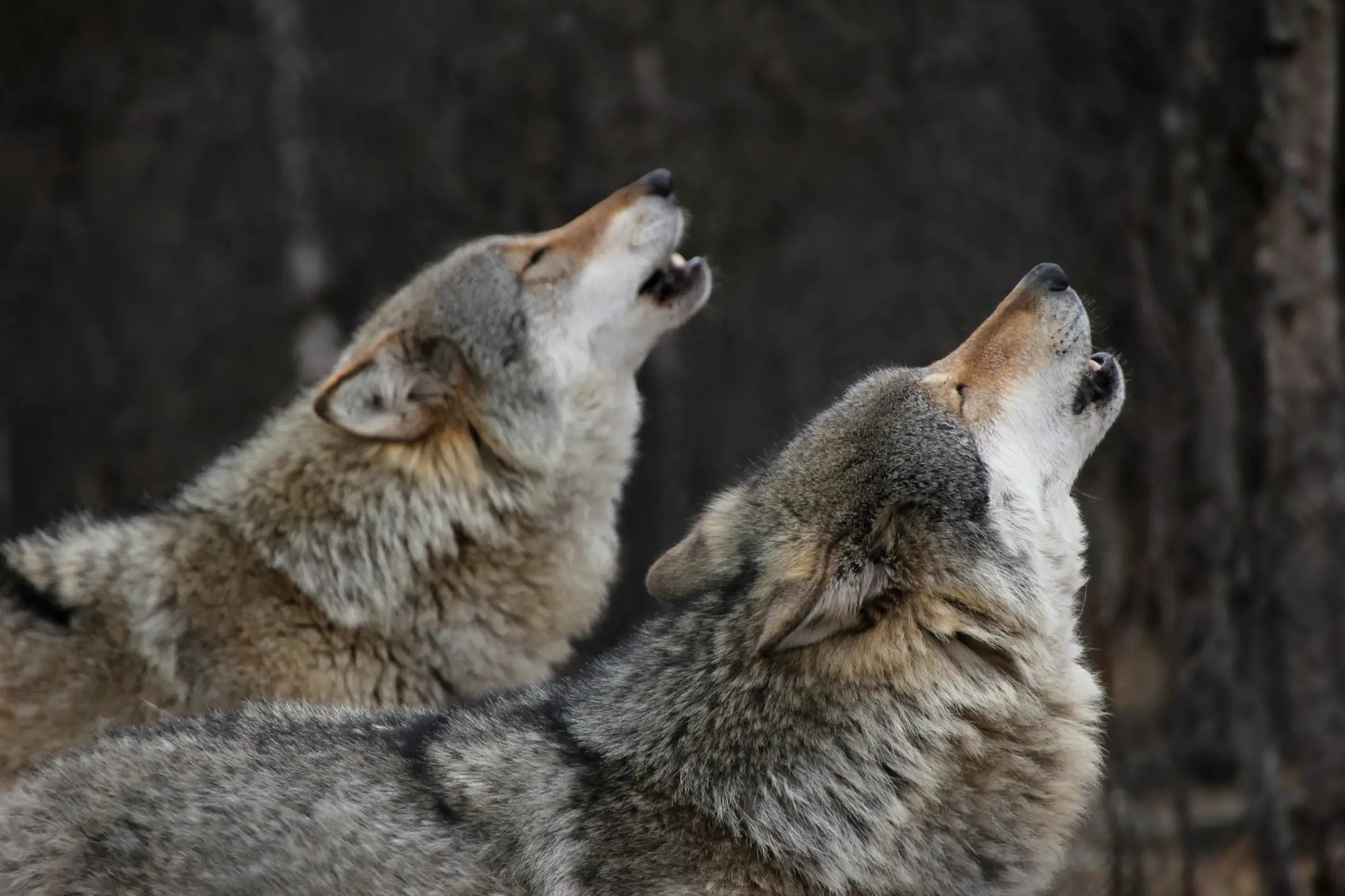 Dogs 'genetically closer' to wolves more likely to howl