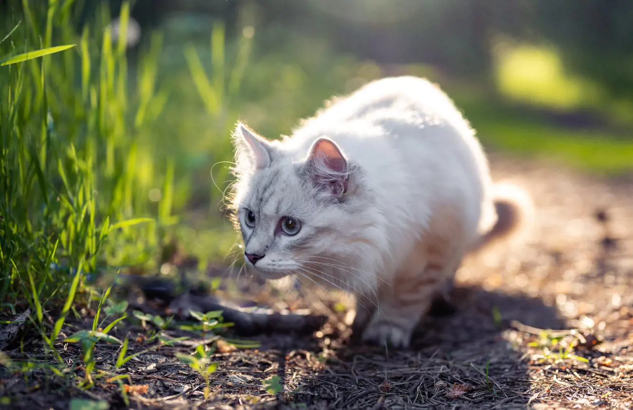 Cat Hunting in The Grass