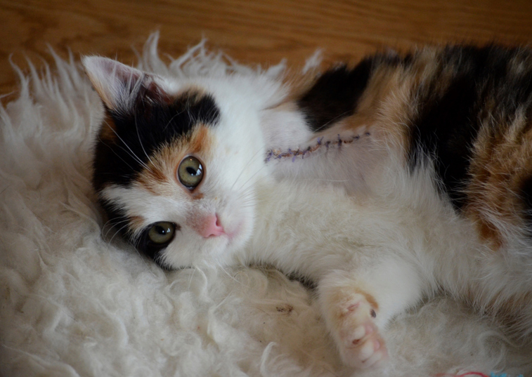 A three legged cat laying down showing its scar