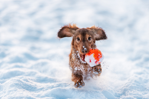 Small brown dog Running