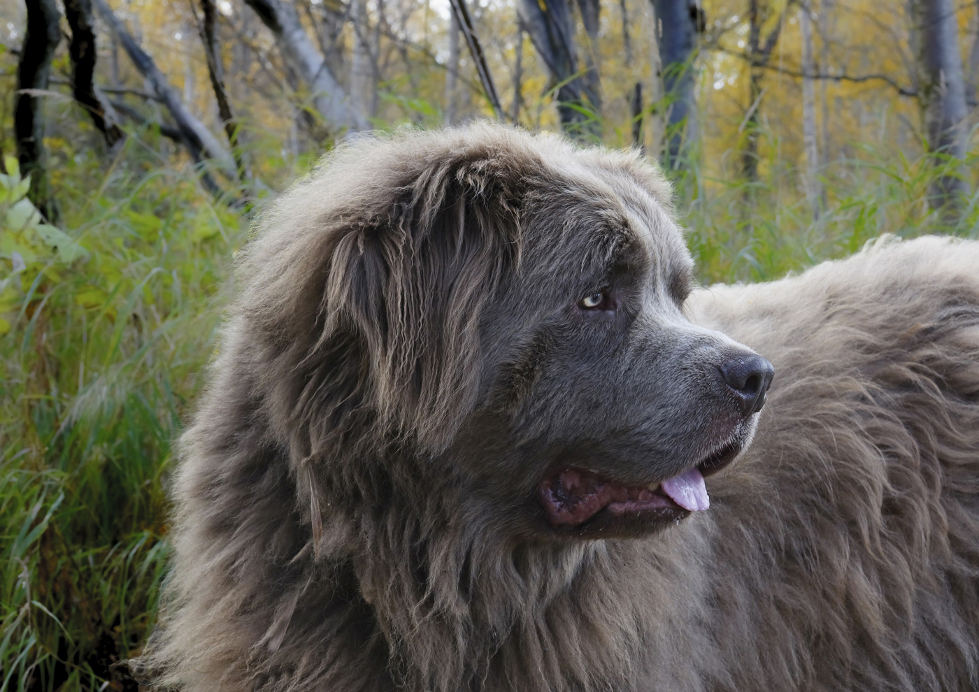 A brown Newfoundland dog in a woodland