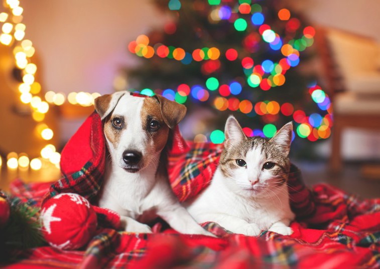 Will you buy your pet a Christmas present?