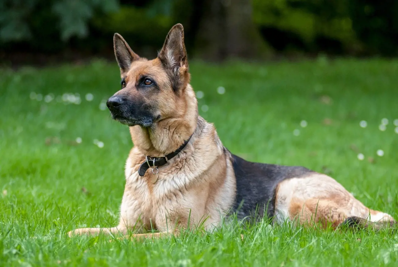 german shepherd laying on the grass