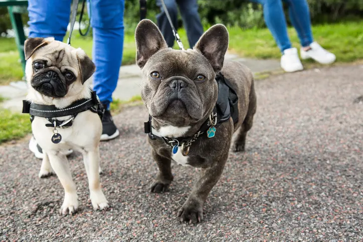 Two Frenchies