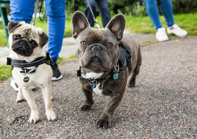 Two Frenchies