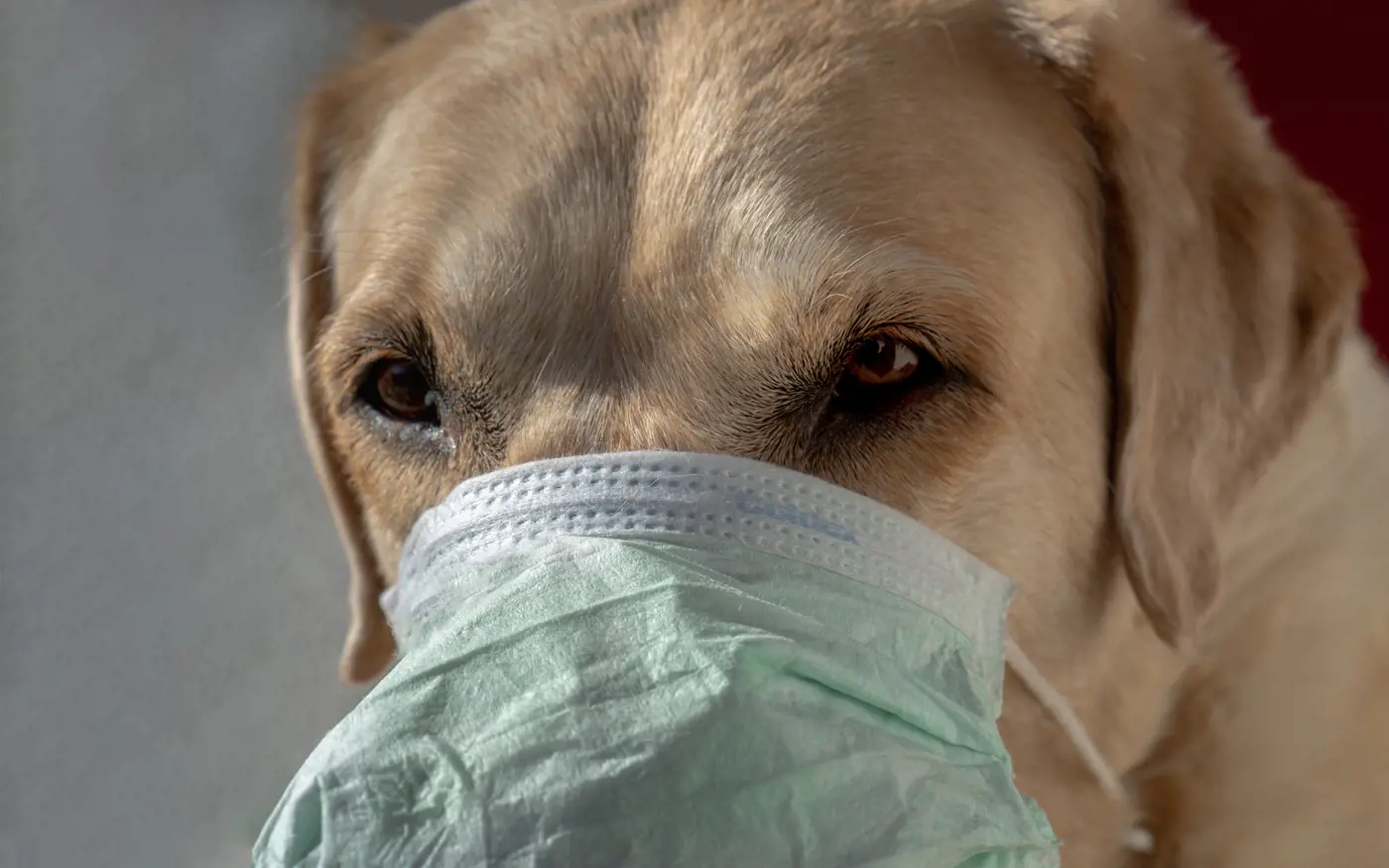 A Labrador with a medical mask covering its face