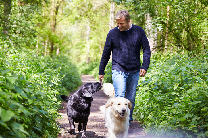 A middle aged man walking two Labradors on a woodland path