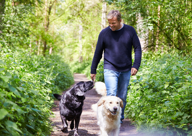 2 dogs on a walk