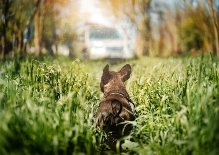 frenchie in grass