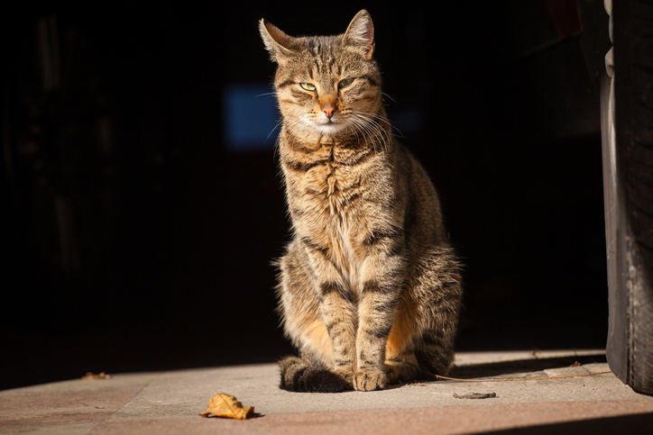 A cat sitting on a step outside