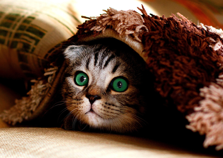 Cat hiding