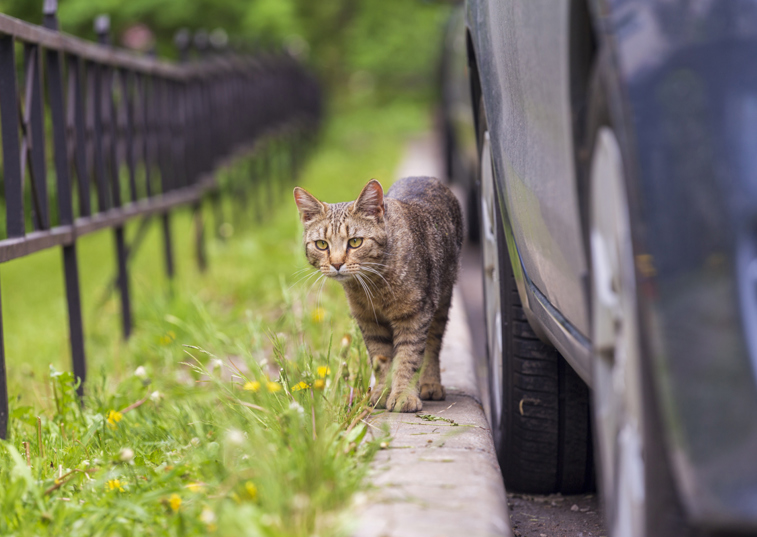 A cat walking along a curb next to parked cars and a field