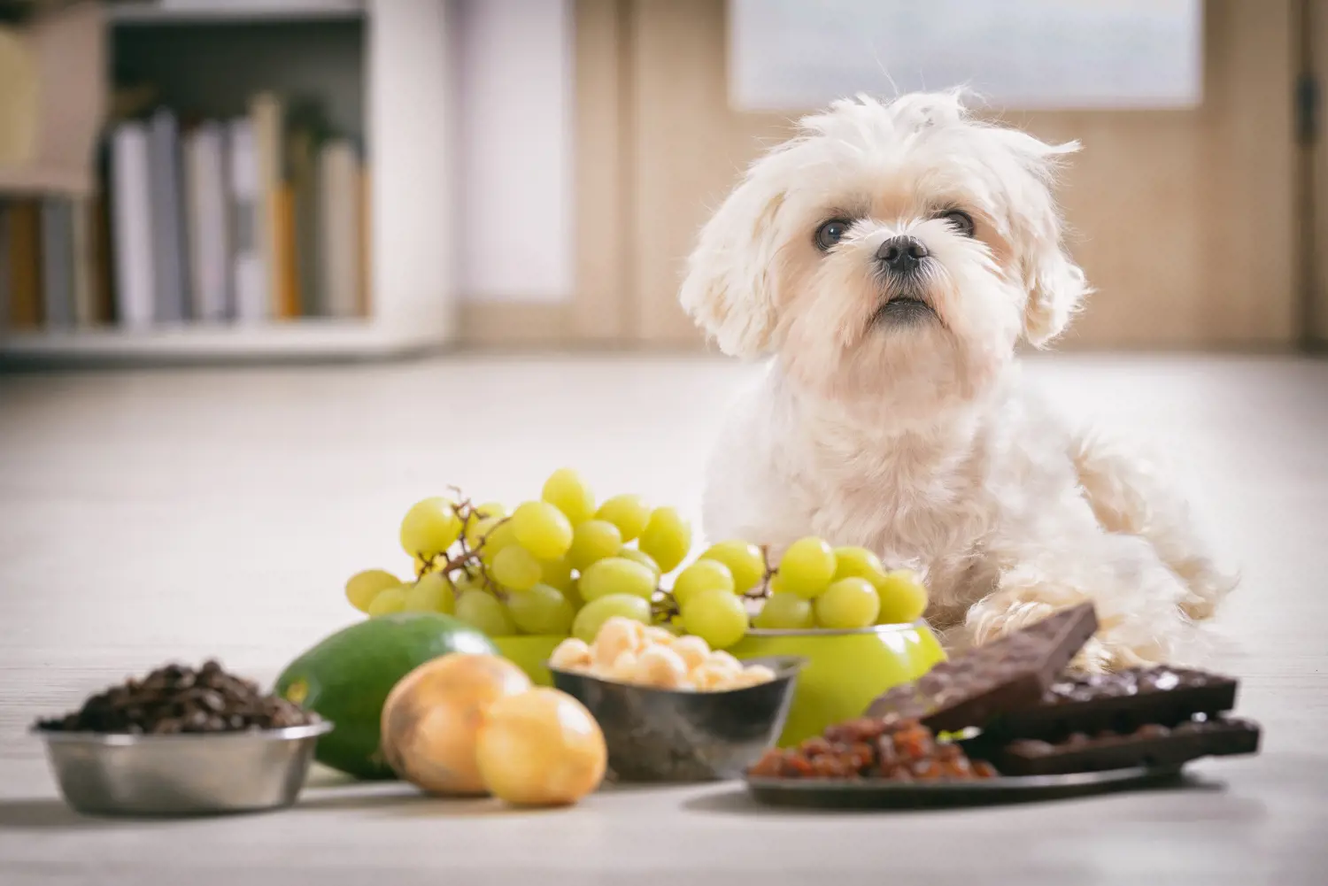 dog sat next to a range of foods