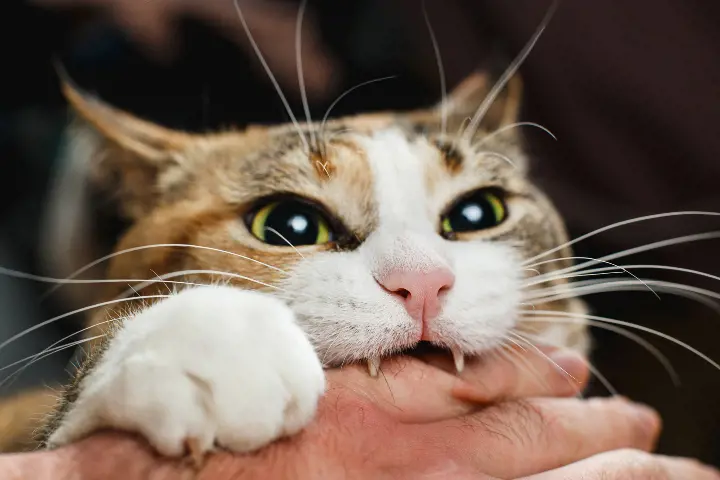 cat biting a persons hand