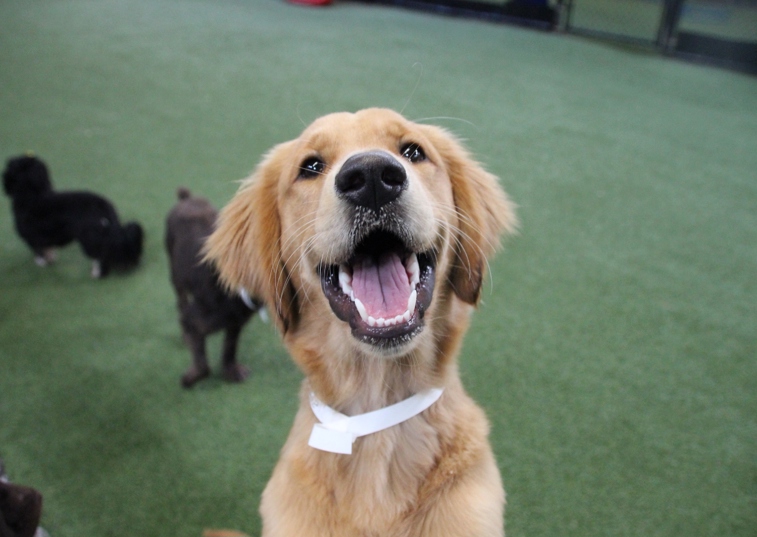 dog smiling at camera