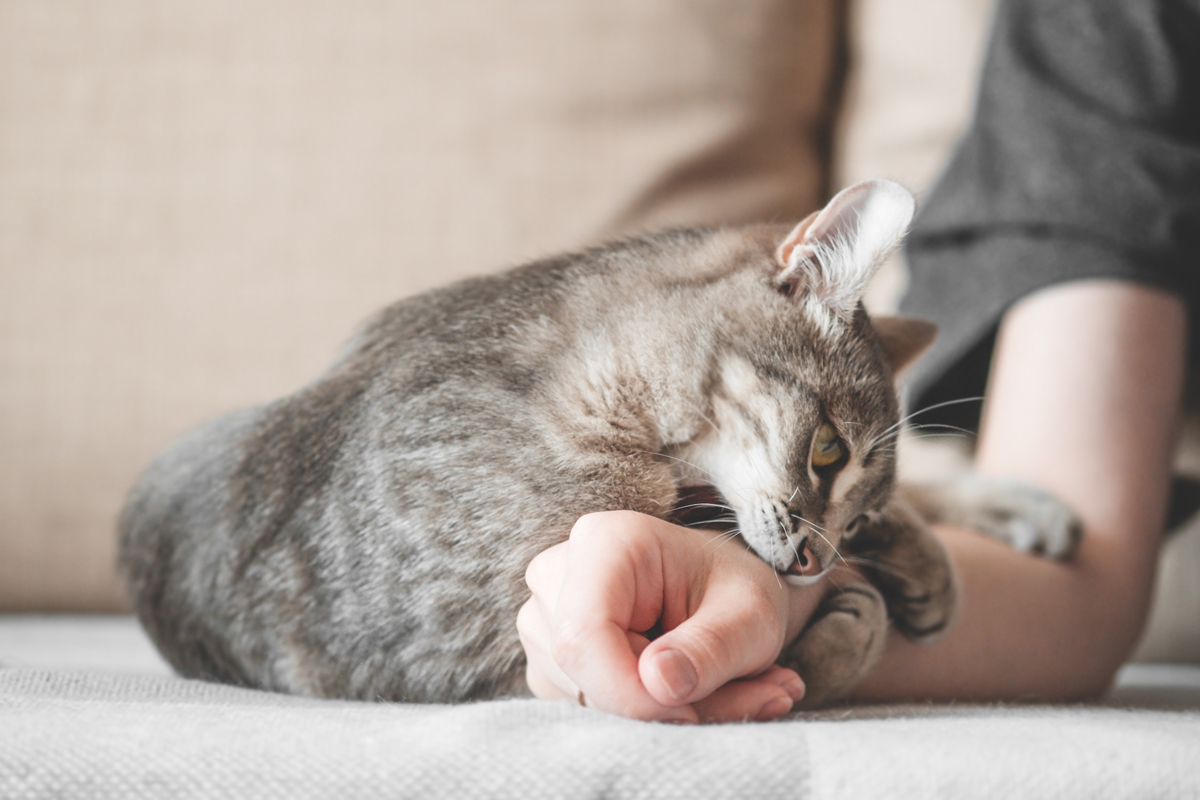 What should you do if your cat becomes aggressive with you?