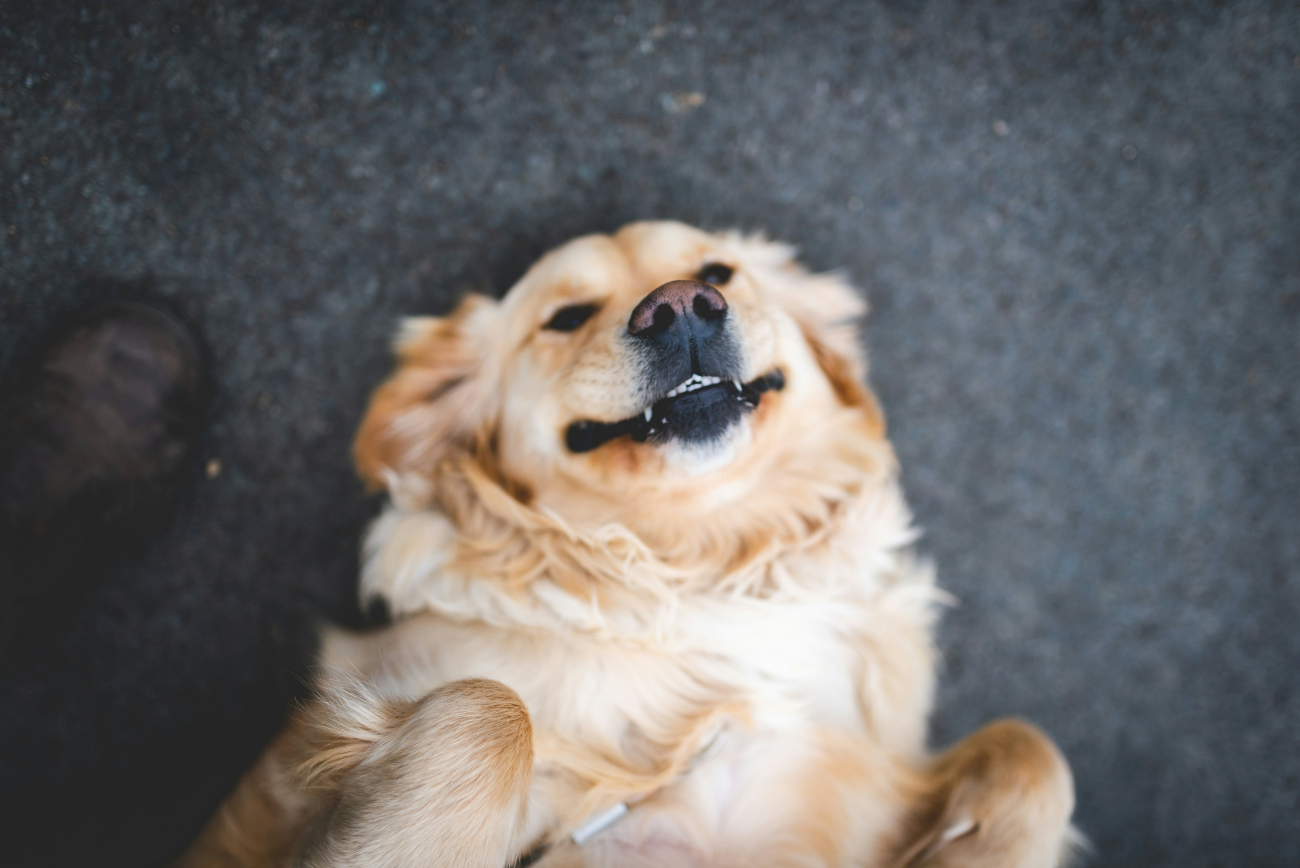 a dog laying on the ground smiling