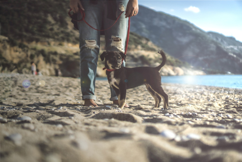 A dog on a retractable lead standing with its owner on a sandy beach