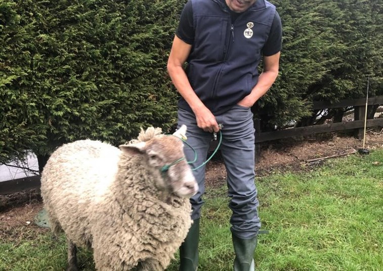 Kammy with his sheep